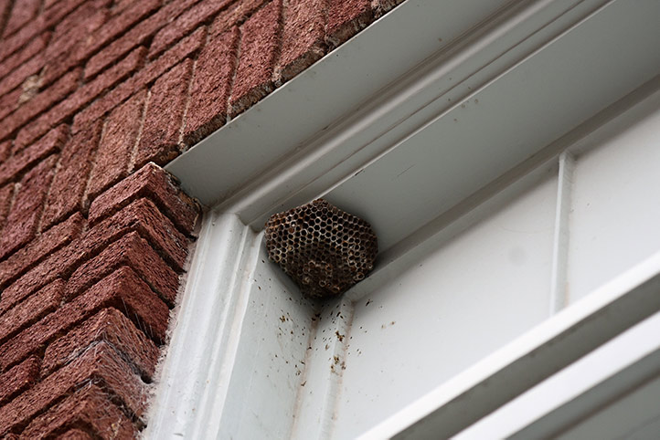We provide a wasp nest removal service for domestic and commercial properties in Kentish Town.